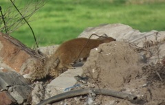 Cynictis penicillata penicillata