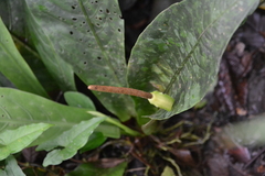 Anthurium consobrinum