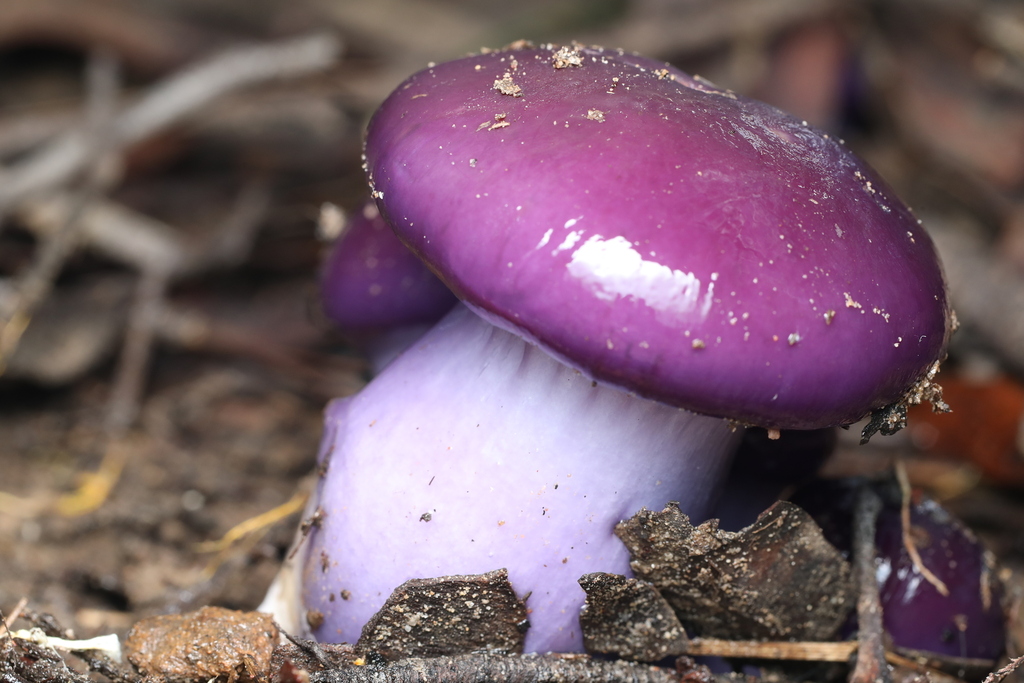 Cortinarius archeri · May 2025 · photo: © katsinabox (iNaturalist, cc-by)