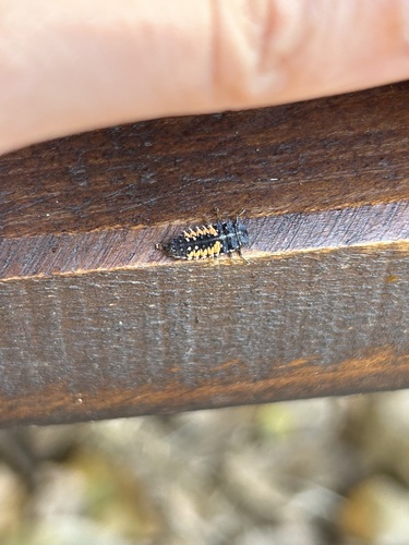 Asiatischer Marienkäfer
