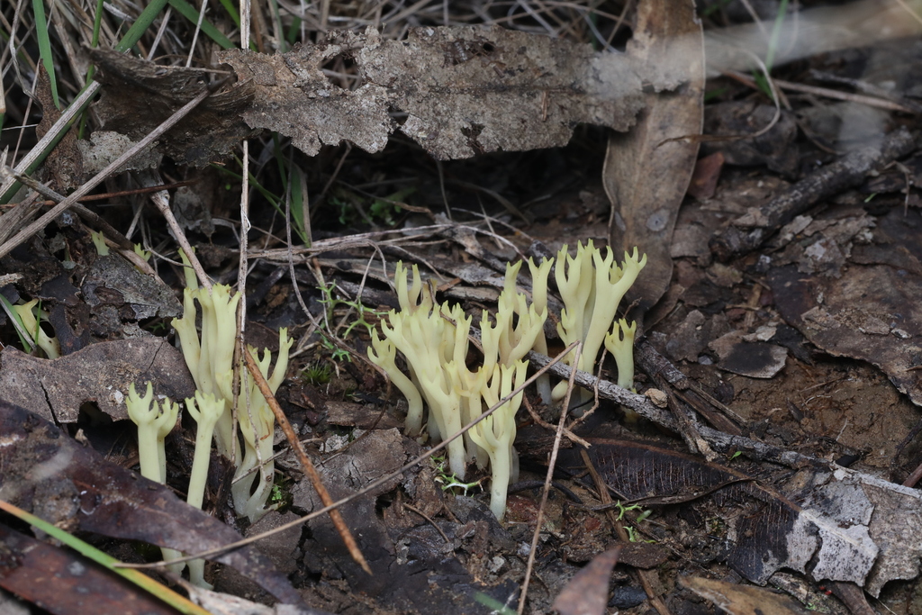 Ramaria lorithamnus · May 2025 · photo: © katsinabox (iNaturalist, cc-by)