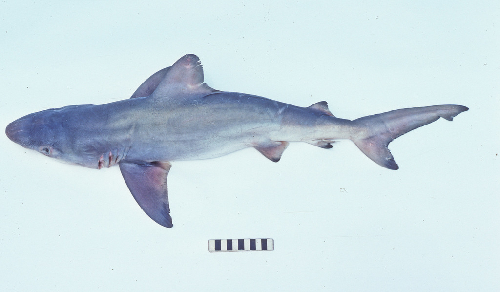 Bignose Shark (Fishes of Sarasota County, Fl) · iNaturalist