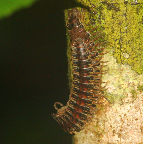 Polydesmida