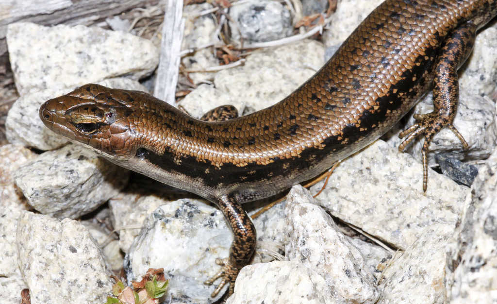 Sphenomorphine Skinks