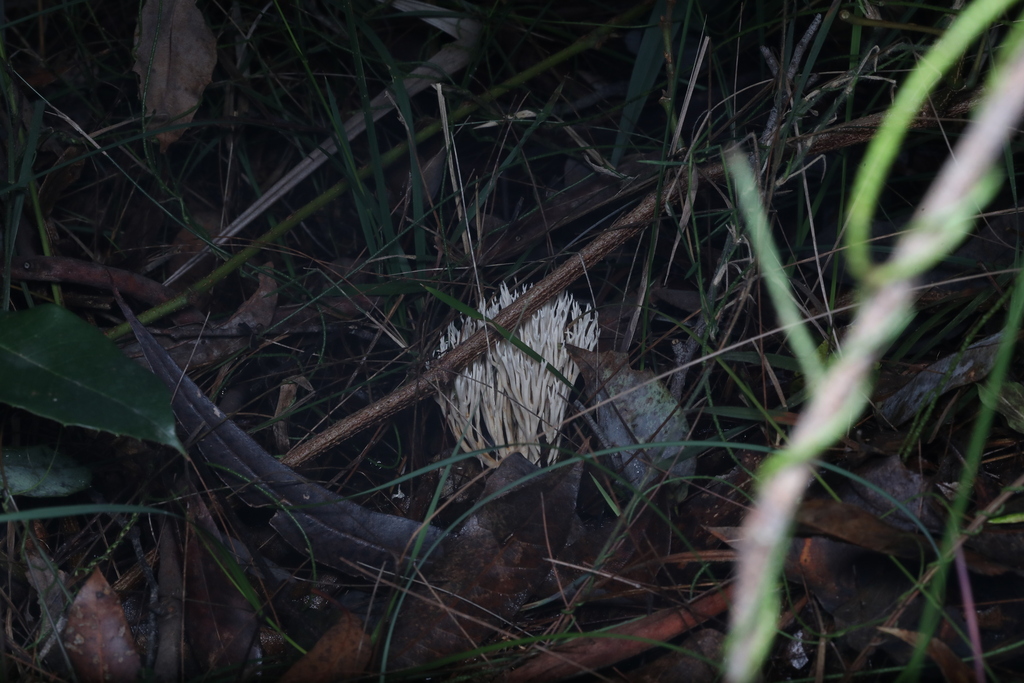 Ramaria filicicola · May 2025 · photo: © katsinabox (iNaturalist, cc-by)