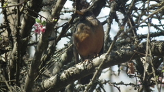 Turdus olivaceus pondoensis