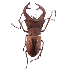 Cyclommatus weinreichi