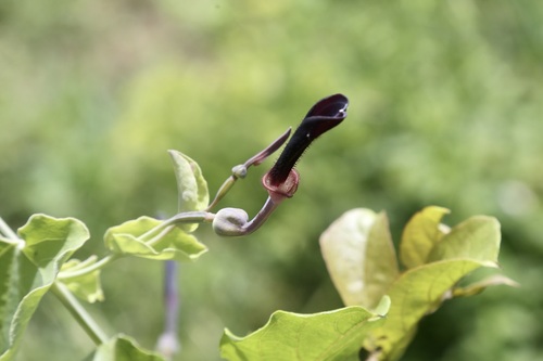 Aristolochia albida