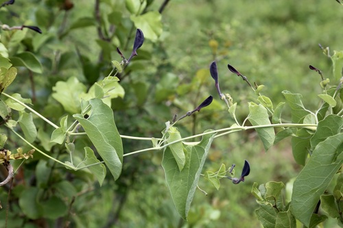 Aristolochia albida