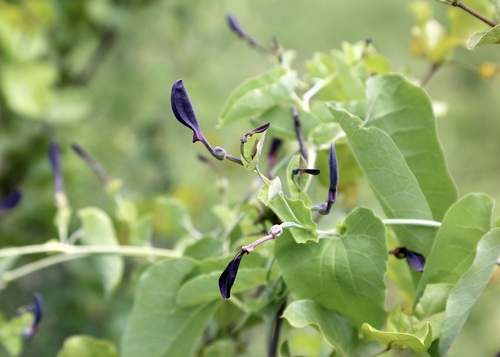 Aristolochia albida (Aristolochia albida)