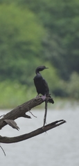 Microcarbo niger