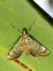 Cataclysta lampetialis