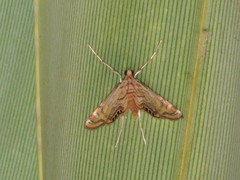 Cataclysta lampetialis