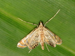 Cataclysta lampetialis