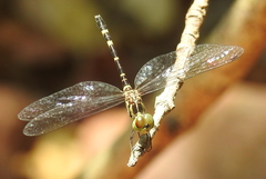 Nannophlebia mudginberri