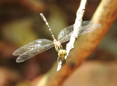 Nannophlebia mudginberri