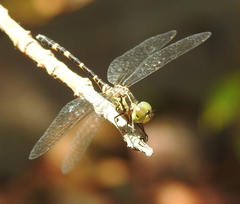 Nannophlebia mudginberri
