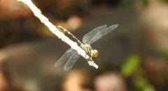 Nannophlebia mudginberri