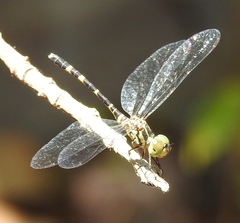 Nannophlebia mudginberri
