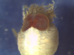 Sternaspis affinis