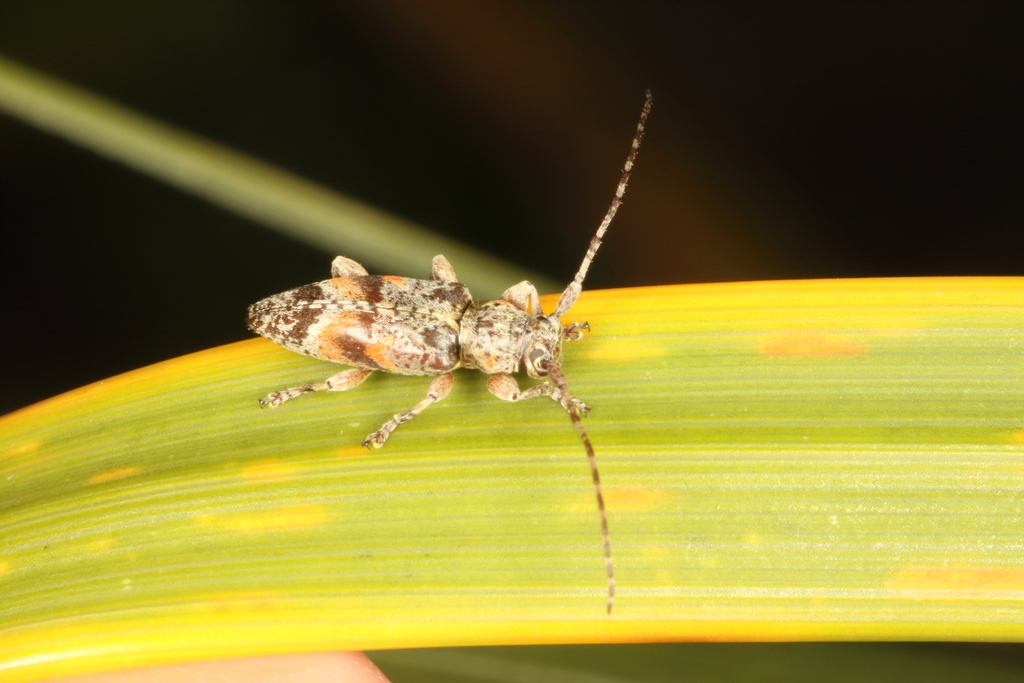Stenellipsis cuneata