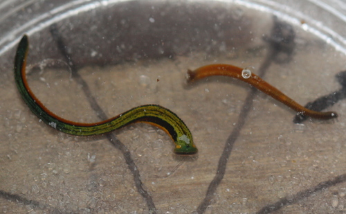 Haemadipsa zeylanica