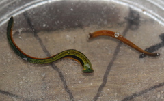 Haemadipsa zeylanica