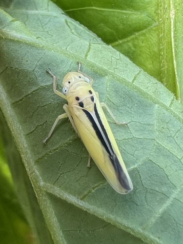 Conoguinula coeruleopennis observed 2025-05-22