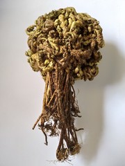 Selaginella bryopteris