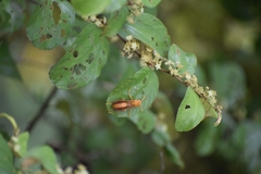 Gyrostoma