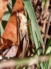 Euchorthippus elegantulus