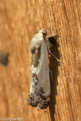 Tarache augustipennis