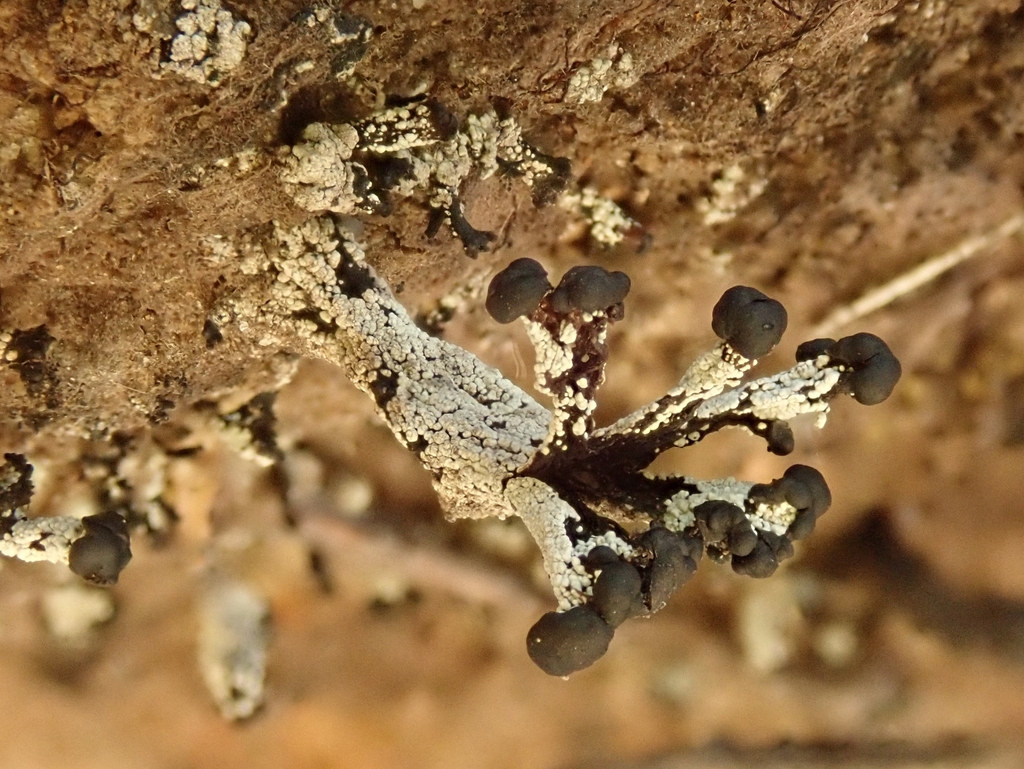 Pycnothelia caliginosa