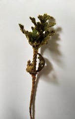 Selaginella bryopteris