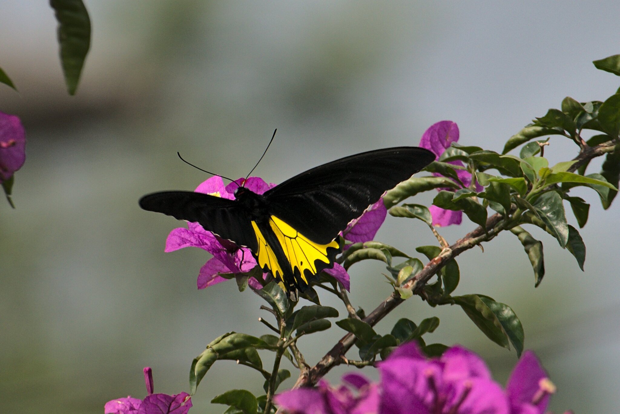 Common Birdwing
