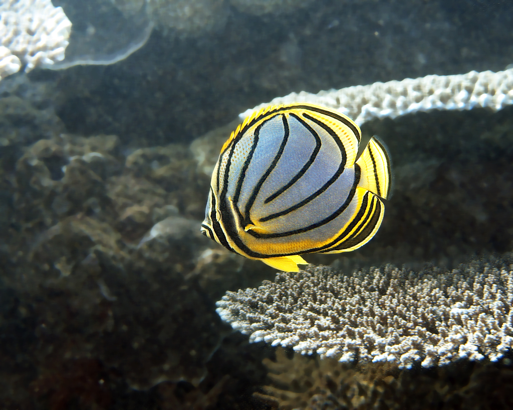Meyer's butterflyfish (Chaetodon meyeri) — Chaetodontidae