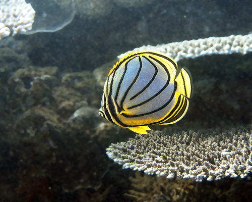 Meyer's butterflyfish (Chaetodon meyeri) — Chaetodontidae