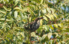 Sturnus vulgaris