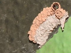 Paraleptomenes miniatus