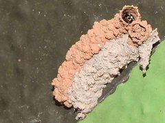 Paraleptomenes miniatus