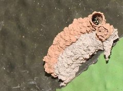 Paraleptomenes miniatus