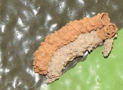 Paraleptomenes miniatus