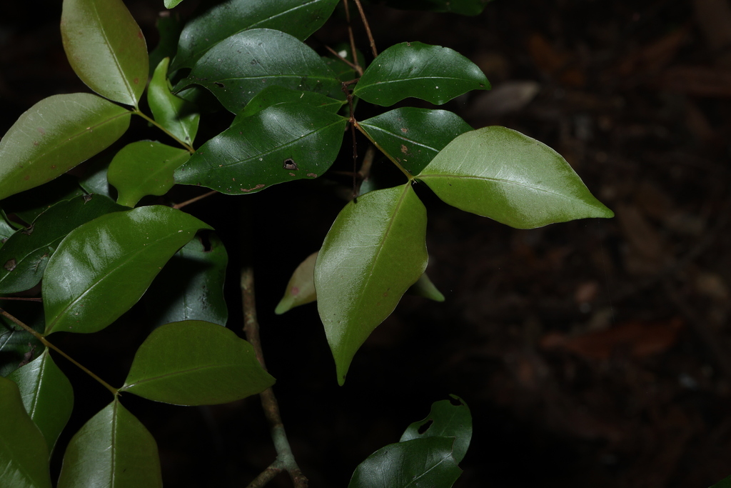 dotted myrtle