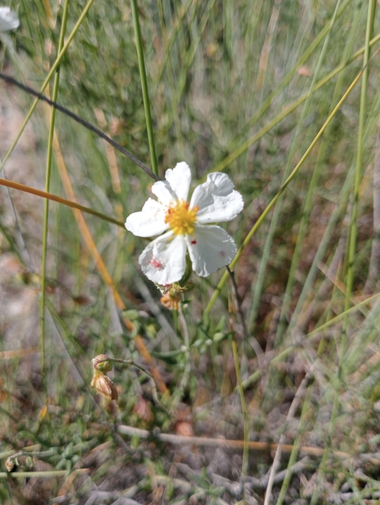 Helianthemum almeriense (Helianthemum almeriense)