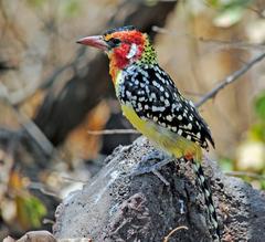 Trachyphonus erythrocephalus