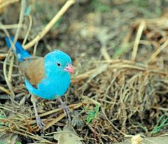 Uraeginthus cyanocephalus