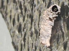 Paraleptomenes miniatus