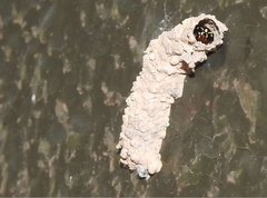 Paraleptomenes miniatus