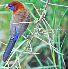 Granatina ianthinogaster