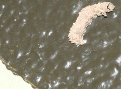 Paraleptomenes miniatus